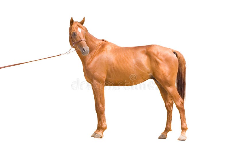 Anglo-arab horse