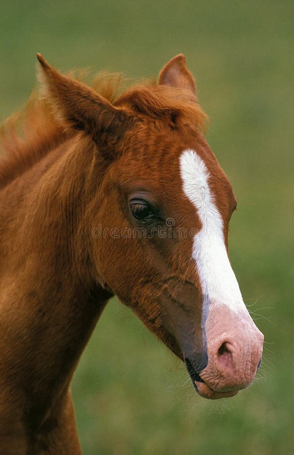 Un caballo, retrato potro.