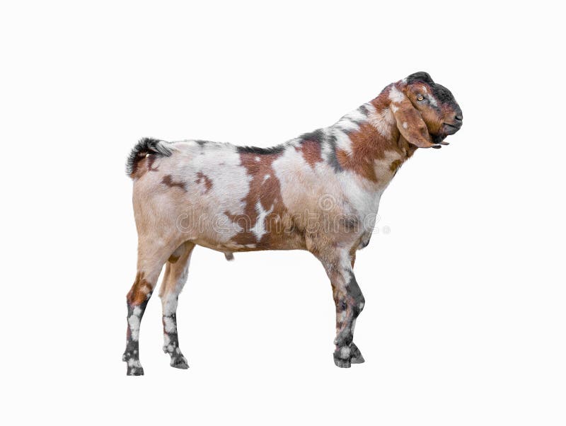 goat png images