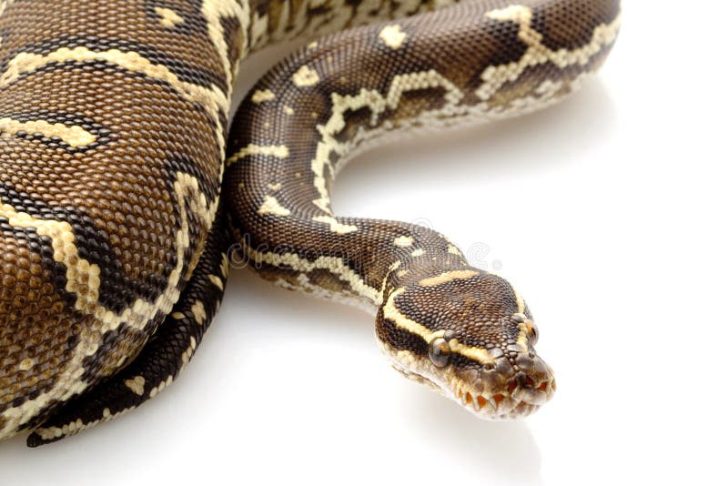 Angolan python