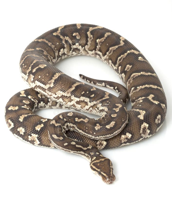 Angolan Python