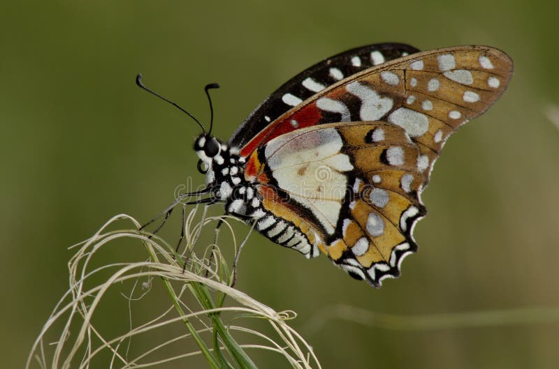 Angolan White Lady Butterfly