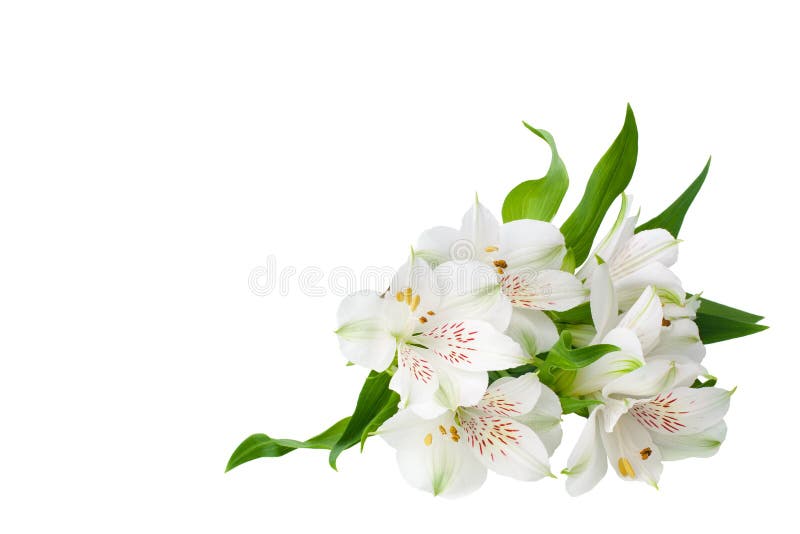 Angolo bianco dei fiori di alstroemeria su fondo bianco isolato vicino su, mazzo dei fiori del giglio per il confine decorativo fotografie stock Angolo bianco dei fiori di alstroemeria su fondo bianco isolato vicino su, mazzo dei fiori del giglio per il confine decorativo fotografie stock