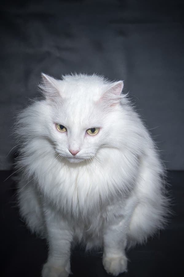 Angora branco do persa da raça do gato imagem de stock