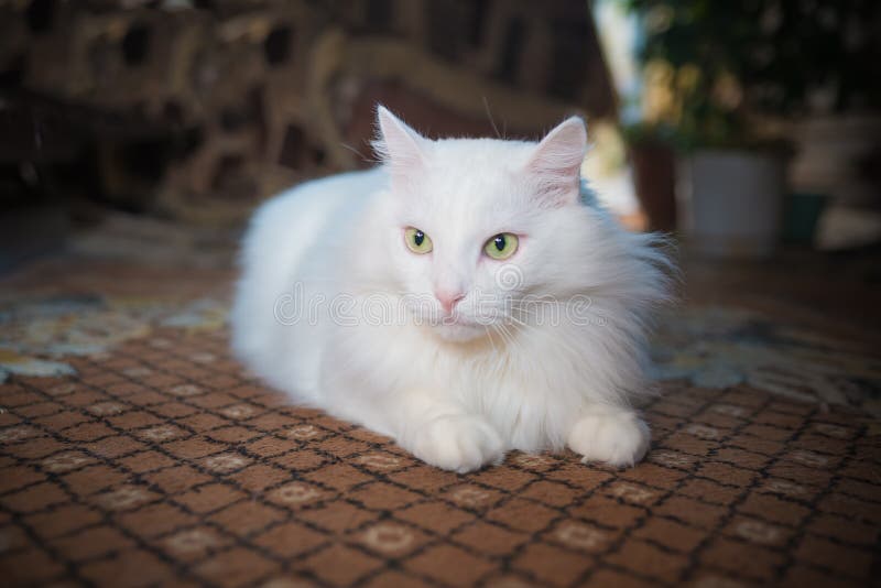 Raça de gato branco Persa Angorá foto de stock