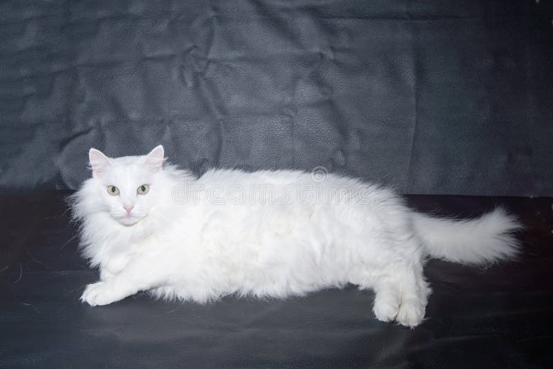 Angora branco do persa da raça do gato fotografia de stock