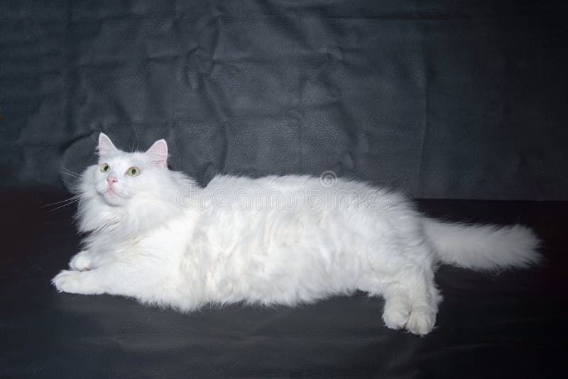 Angora branco do persa da raça do gato imagens de stock royalty free