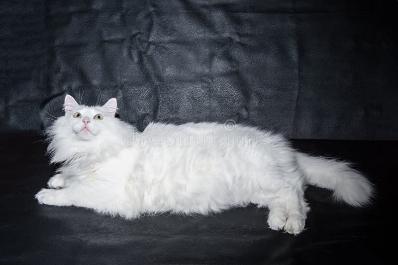 Angora branco do persa da raça do gato fotografia de stock royalty free