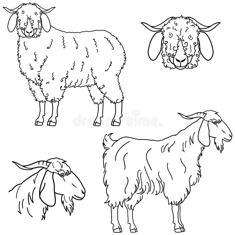 27 Angora Goat High Res Illustrations - Getty Images