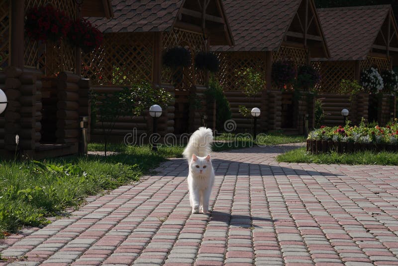 White cat runs on road to meet with you. White cat runs on road to meet with you