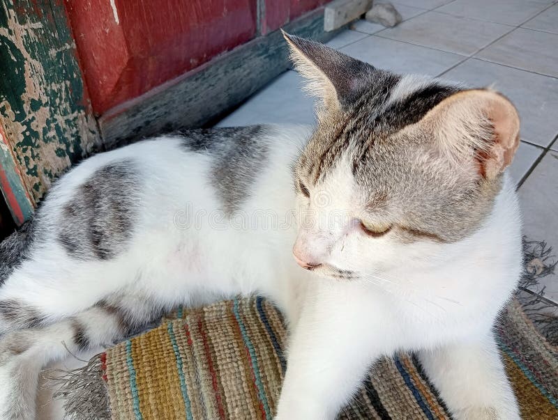 Angora crossbreed cat in front of the door looks at its opponent