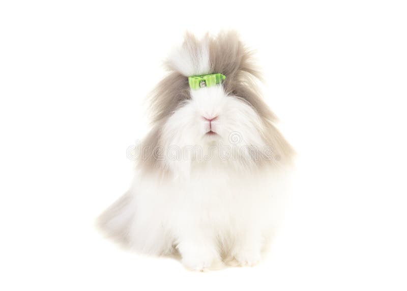 Angora die konijntje van de voorzijde wordt gezien die een groene die boog dragen op een witte achtergrond wordt geïsoleerd stock fotografie Angora die konijntje van de voorzijde wordt gezien die een groene die boog dragen op een witte achtergrond wordt geïsoleerd stock fotografie