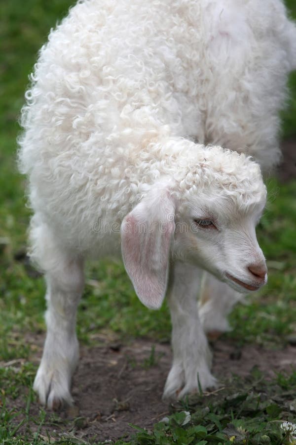 Angora Goat Lamb stock image. Image of farmland, livestock 21981151