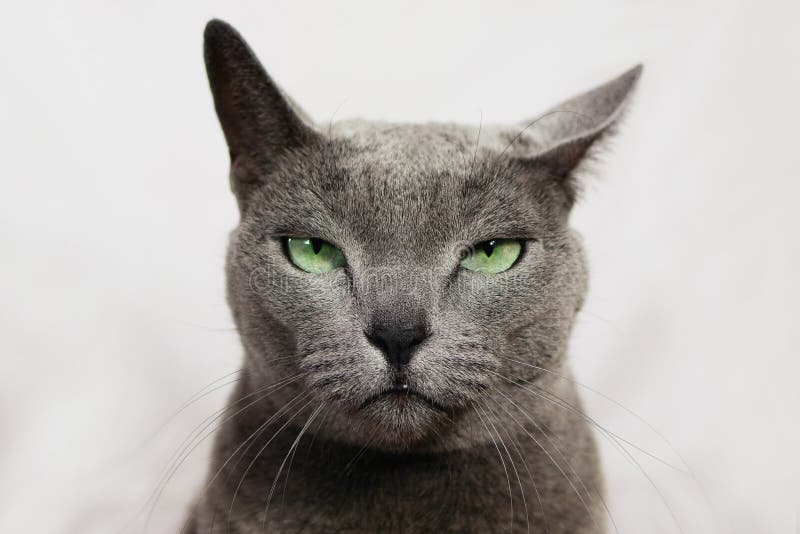 Annoyed Cat Angry Face Portrait Disgruntled Pet Evil Looking Concept Stock  Photo by ©LeonidSorokin 203880624