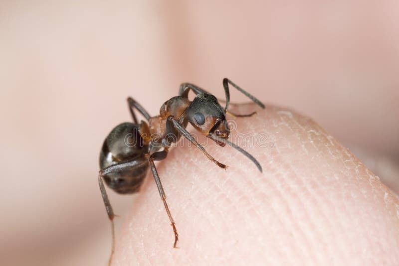 Angry ant biting finger.
