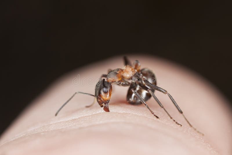 Angry ant biting finger.