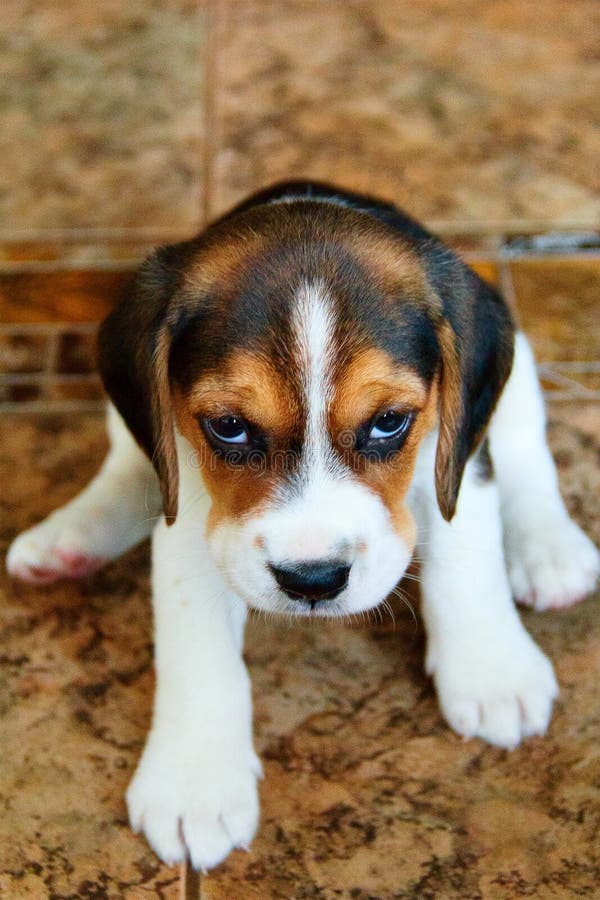 Angry Puppy Stock Images - Download 2,242 Royalty Free Photos