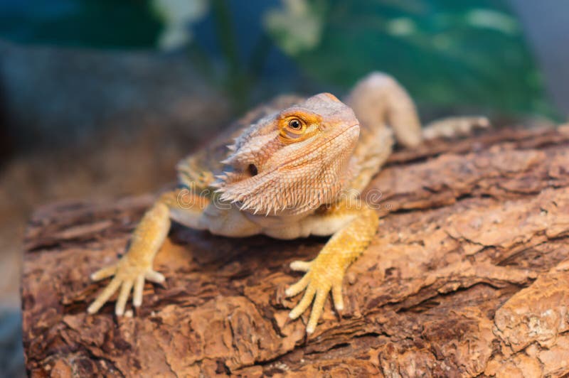 Angry Bearded Dragon stock image. Image of upset, life 62625235
