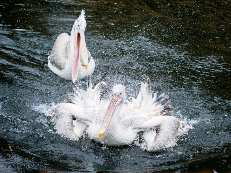 Angry birds: two pelicans flapping wings and splashing water