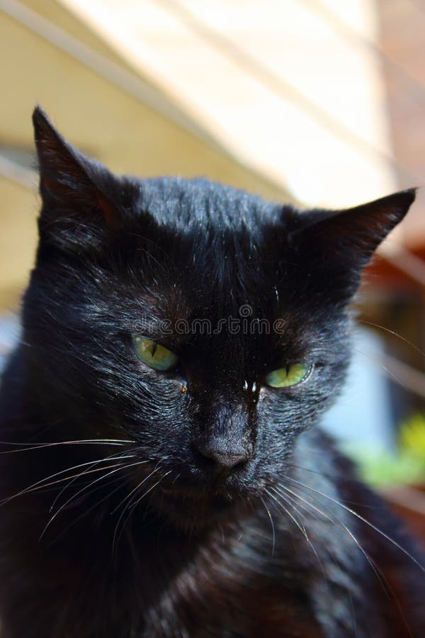 angry cat with green eyes Stock Photo
