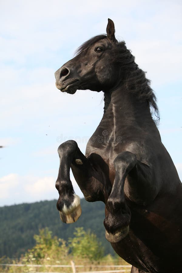 Angry Black Horse On Pasturage Stock Image - Image of equine, domestic