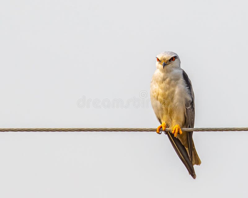 A Angry black Kite stock image. Image of perch, carnivorous 264164351