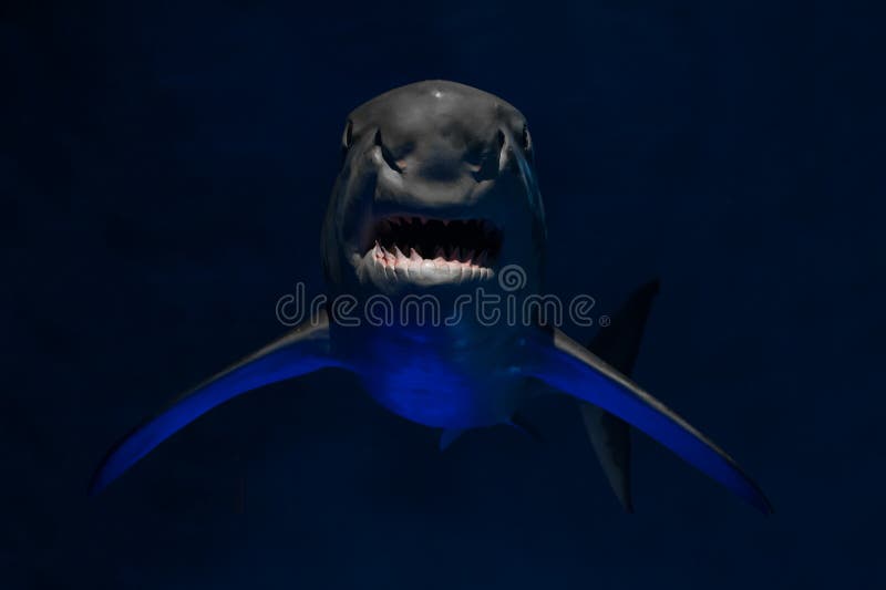 Angry bloody shark. With sharp teeth from darkness (Carcharodon carcharias