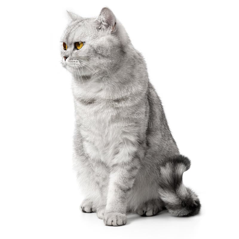 angry british shorthair cat making funny face with mouth open, Stock image