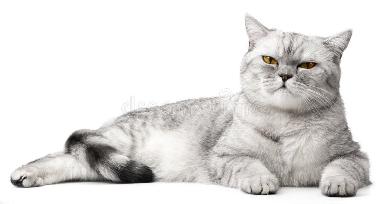 angry british shorthair cat making funny face with mouth open, Stock image