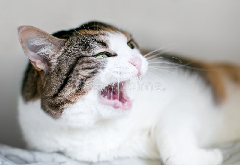 calico tabby behavior calico tabby behavior