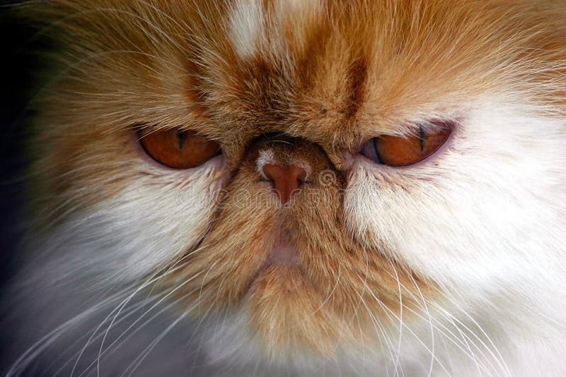 Angry Cat Face, Close Up, Looking Straight into Camera Stock Image