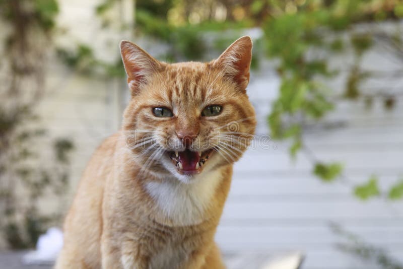 Angry Cat Stock Photos and Images - 123RF