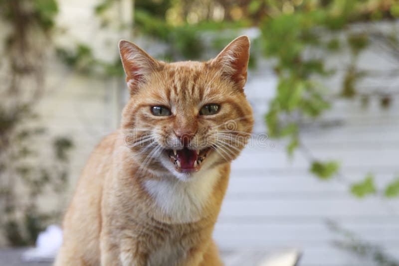 Nvexed Cat Mad Kitten Face Stock Photo - Download Image Now - Domestic Cat,  Humor, Anger - iStock