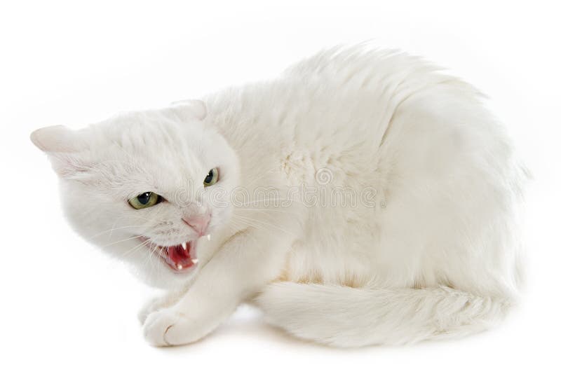 Angry Cat Digital Manipulation Photo Technique Stock Photo - Image