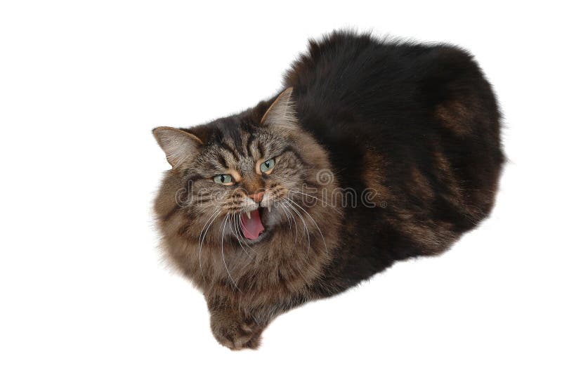 40,000+ Angry Cat Stock Photos, Pictures & Royalty-Free Images
