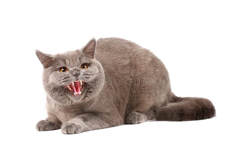 Angry cat looks in front. Stock Photo