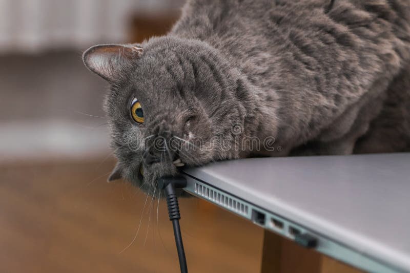 Angry Cat Attacks Laptop. Animals Versus Technology Stock Image Image of gray, feline 270080563