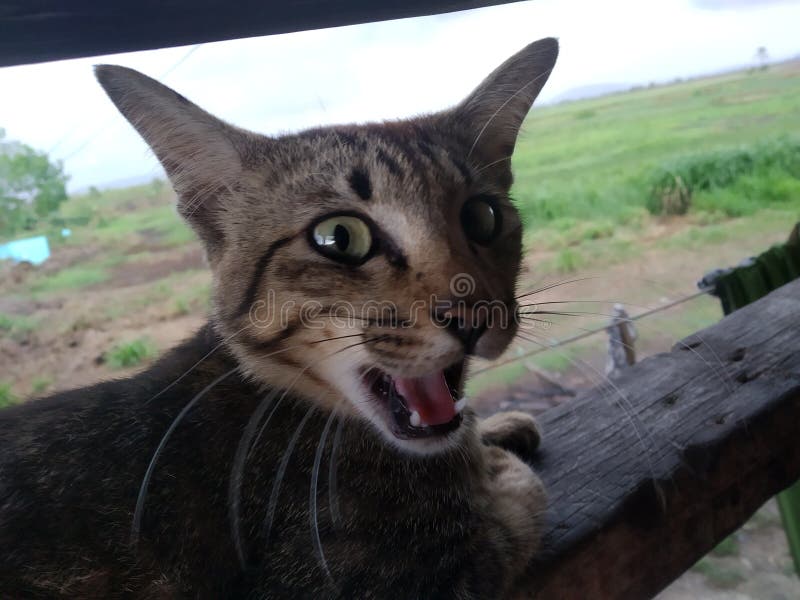 The angry cat when being disturd stock images