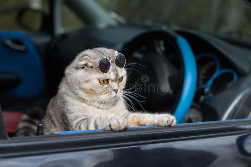 718 Cat Driving Stock Photos - Free & Royalty-Free Stock Photos