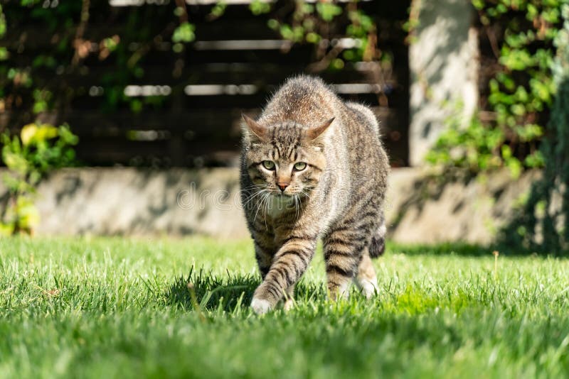 Angry Cat Defending Territory