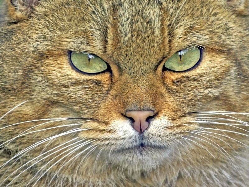 69,135 Cat Angry Face Images, Stock Photos, 3D objects, & Vectors