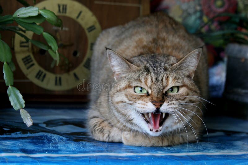 Free Photos  An angry cat