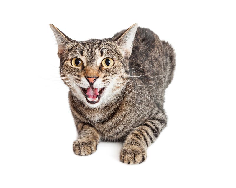 1,205 Cat Hissing Stock Photos - Free & Royalty-Free Stock Photos from  Dreamstime