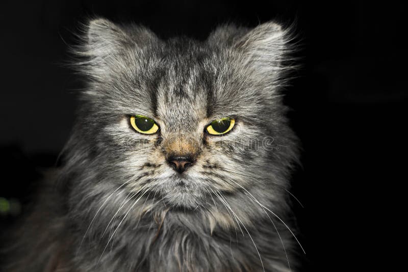 4,098 Angry Cats Stock Photos - Free & Royalty-Free Stock Photos from  Dreamstime