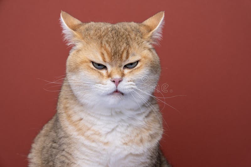 angry british shorthair cat making funny face with mouth open, Stock image