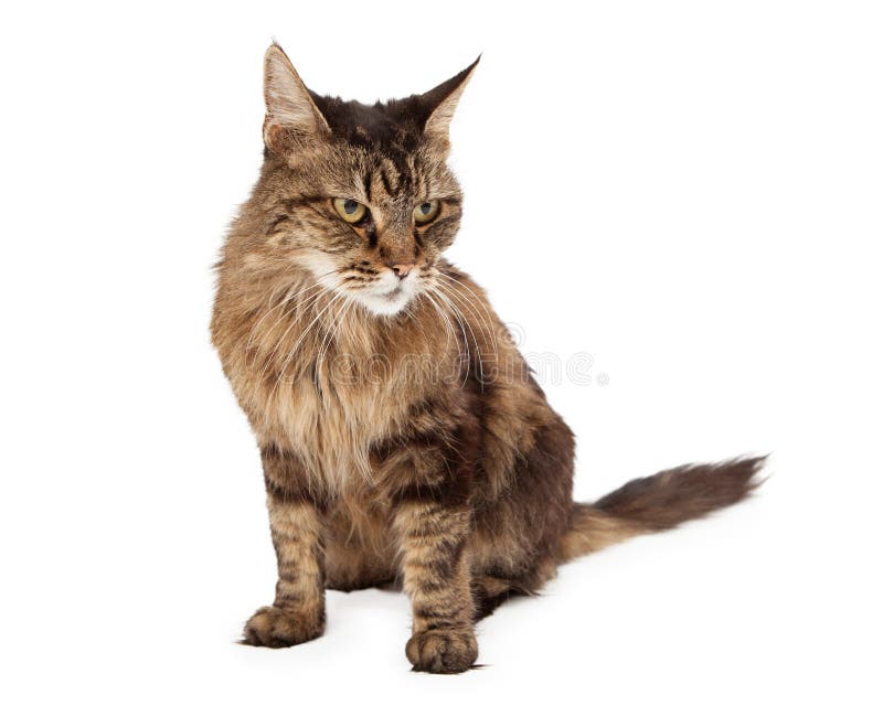 Angry cat looks in front. Stock Photo