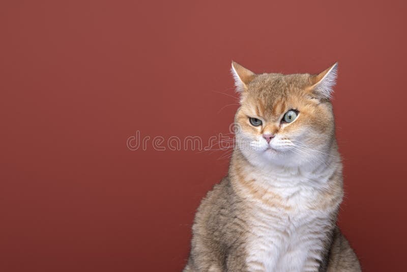 34,664 Angry Cat Stock Photos - Free & Royalty-Free Stock Photos from  Dreamstime