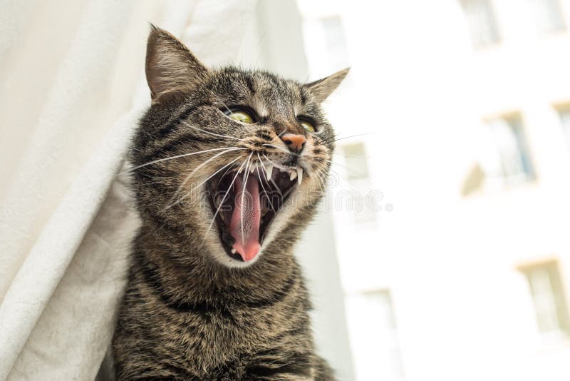 Angry cat, cat is angry, bares its teeth, - Stock Illustration