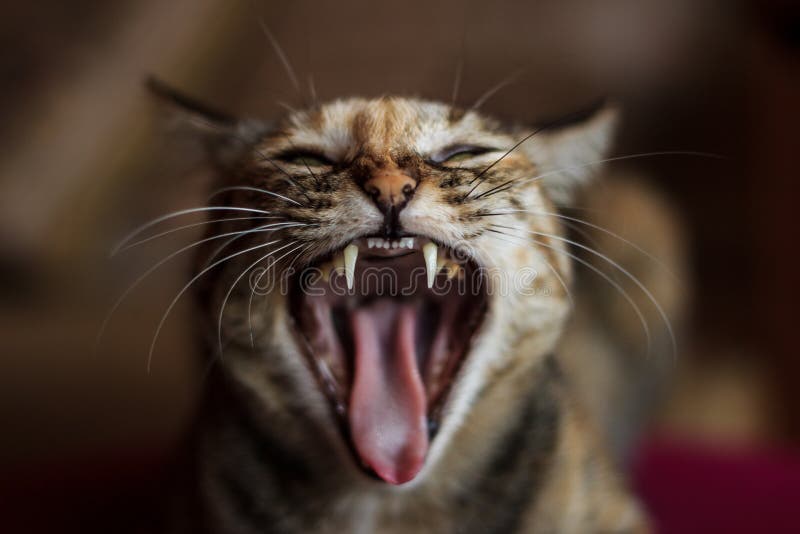 Hissing Cat Images – Browse 42 Stock Photos, Vectors, and Video