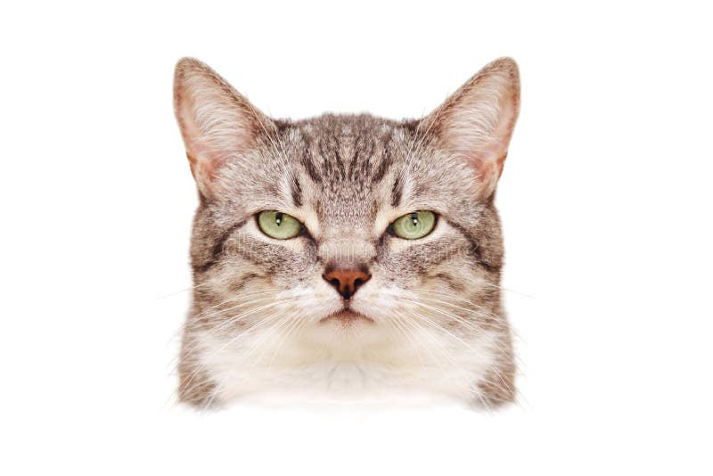 Angry Cat Face Stock Photo, Picture and Royalty Free Image. Image